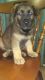 German Shepherd Puppies for sale in Pittsburgh, PA, USA. price: $900