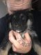 German Shepherd Puppies for sale in LaGrange, IN 46761, USA. price: NA