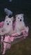 German Shepherd Puppies for sale in Bridgewater, VA, USA. price: NA