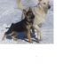 German Shepherd Puppies for sale in Hillside, IL, USA. price: NA