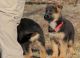 German Shepherd Puppies for sale in Raleigh, NC, USA. price: $400