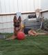 German Shepherd Puppies for sale in Medford, OR, USA. price: $2,000