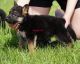German Shepherd Puppies for sale in Charleston, SC, USA. price: $600