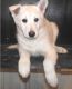 German Shepherd Puppies for sale in Ascutney St, Windsor, VT 05089, USA. price: NA