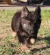 German Shepherd Puppies for sale in Alabaster, AL, USA. price: NA