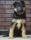 German Shepherd Puppies for sale in New Orleans, LA 70175, USA. price: $400
