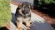 German Shepherd Puppies for sale in Atlanta, GA 30384, USA. price: NA