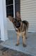 German Shepherd Puppies for sale in Raleigh, NC, USA. price: $850