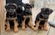 German Shepherd Puppies for sale in Boston, MA, USA. price: $400
