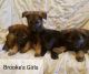 German Shepherd Puppies for sale in Dassel, MN 55325, USA. price: $675