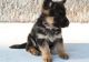German Shepherd Puppies for sale in Albuquerque, NM, USA. price: $400