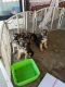 German Shepherd Puppies for sale in Anaheim, CA, USA. price: NA