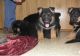German Shepherd Puppies for sale in Bessemer, AL, USA. price: $600