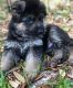German Shepherd Puppies for sale in Rockford, IL, USA. price: $500