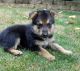 German Shepherd Puppies for sale in Georgetown, KY 40324, USA. price: NA