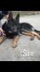 German Shepherd Puppies for sale in Berea, KY, USA. price: NA