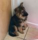 German Shepherd Puppies for sale in 1500 South, US-91, Logan, UT 84321, USA. price: NA