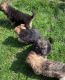 German Shepherd Puppies for sale in Pondfield Rd, Bronxville, NY 10708, USA. price: NA