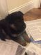 German Shepherd Puppies for sale in Ballston Spa, NY 12020, USA. price: NA