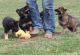 German Shepherd Puppies for sale in Polvadera, NM 87828, USA. price: NA
