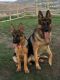 German Shepherd Puppies for sale in Mission Viejo, CA, USA. price: $600