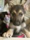 German Shepherd Puppies for sale in Lorain, OH, USA. price: $750