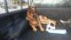 German Shepherd Puppies for sale in Plunkett St, Hollywood, FL 33020, USA. price: $1,500
