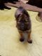 German Shepherd Puppies for sale in Shakopee, MN 55372, USA. price: $1,200