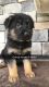 German Shepherd Puppies for sale in Philipsburg, PA 16866, USA. price: NA