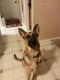 German Shepherd Puppies for sale in Chesterfield, MI 48051, USA. price: NA