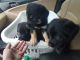 German Shepherd Puppies for sale in Winchester, KY 40391, USA. price: NA