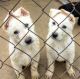 German Shepherd Puppies for sale in M-79, Michigan, USA. price: NA