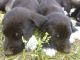 German Shepherd Puppies for sale in Woodland, WA 98674, USA. price: $100