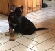German Shepherd Puppies for sale in Rogue River, OR, USA. price: $1,800