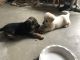 German Shepherd Puppies for sale in Victorville, CA, USA. price: $400