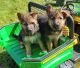 German Shepherd Puppies for sale in Lansing, MI, USA. price: $500