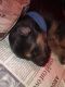 German Shepherd Puppies for sale in Hinckley, MN 55037, USA. price: NA