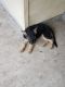 German Shepherd Puppies for sale in Killeen, TX 76544, USA. price: $600