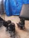 German Shepherd Puppies for sale in Las Cruces, NM, USA. price: NA