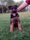 German Shepherd Puppies for sale in Baltic, OH 43804, USA. price: NA