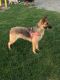 German Shepherd Puppies for sale in Los Banos, CA, USA. price: $150