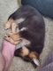 German Shepherd Puppies for sale in Richmond, KY, USA. price: NA