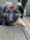 German Shepherd Puppies for sale in Toccoa, GA, USA. price: $500