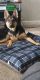 German Shepherd Puppies for sale in Belle Isle, FL 32812, USA. price: NA