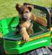 German Shepherd Puppies for sale in Athens, GA, USA. price: NA