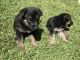 German Shepherd Puppies for sale in Merced, CA, USA. price: $600