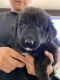 German Shepherd Puppies for sale in Sun City, AZ, USA. price: NA