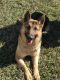 German Shepherd Puppies for sale in Raleigh, NC, USA. price: $250