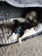 German Shepherd Puppies for sale in White Lake Charter Township, MI, USA. price: NA