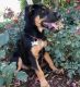 German Shepherd Puppies for sale in Foley, AL, USA. price: NA